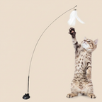PlumiBell - fond beige sans texte